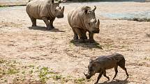 Od pondělí 25. května bude návštěvníkům k dispozici celý areál Safari Parku Dvůr Králové. Poprvé letos vyjedou Safaribusy a Afrika trucky do Afrického a Lvího safari.
