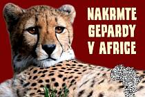 Zoo sbírá žehličky, fény i konvice. Výtěžek věnuje gepardům v Africe
