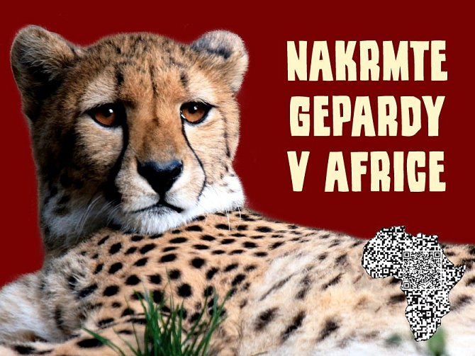 Zoo sbírá žehličky, fény i konvice. Výtěžek věnuje gepardům v Africe