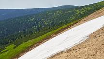 Krkonošská příroda, nafocená 1. července 2019.