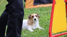 Závody psí agility Podkrkonošské hopsání v Podhůří. Foto: Vojtěch Kohout