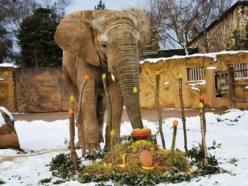 V ZOO DVŮR KRÁLOVÉ oslavili 11 narozeniny slona Kita, který je jediným samcem slona afrického chovaným v Česku a na Slovensku. Kito do dvorské zoo přišel v červnu 2009 ze zoo v britském Colchesteru.