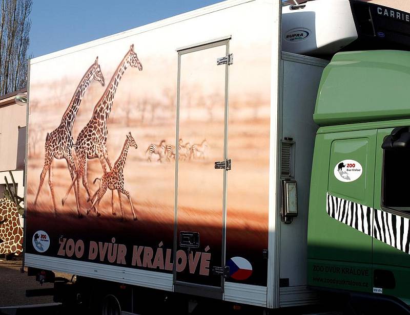 Transport antilop ze zoo Dvůr Králové do Rijádu