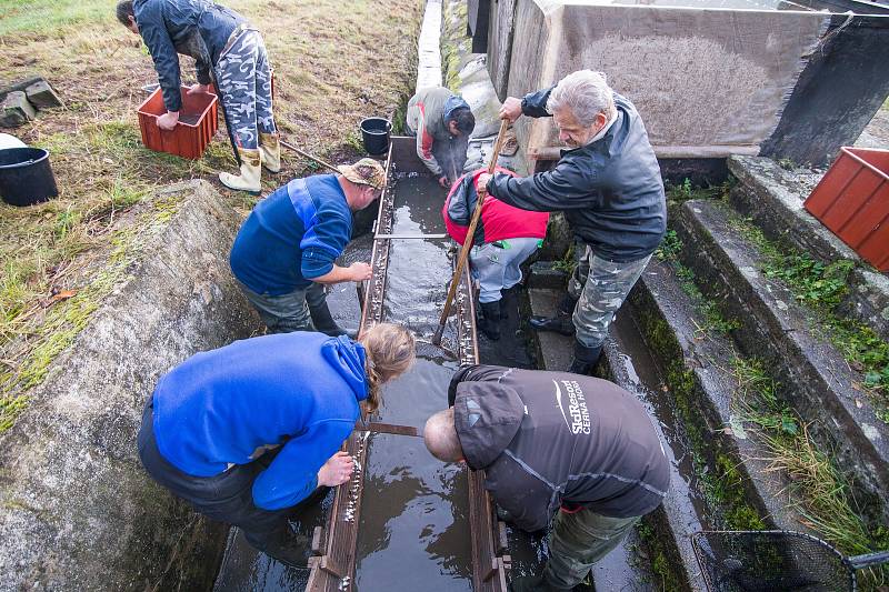 Výlov chovného rybníka Jindra v Havlovicích.