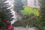Spadlý strom na ulici ve Dvoře Králové.