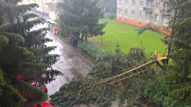 Spadlý strom na ulici ve Dvoře Králové.