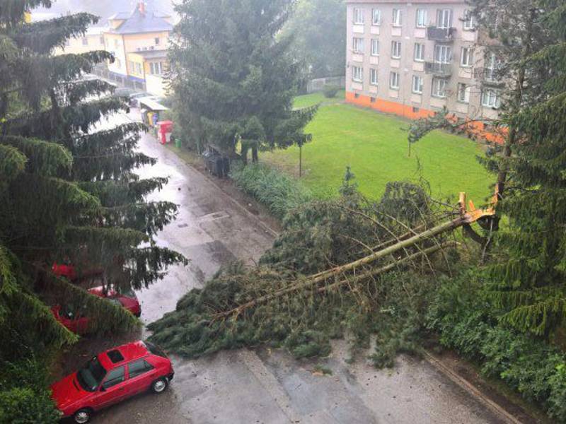 Spadlý strom na ulici ve Dvoře Králové.