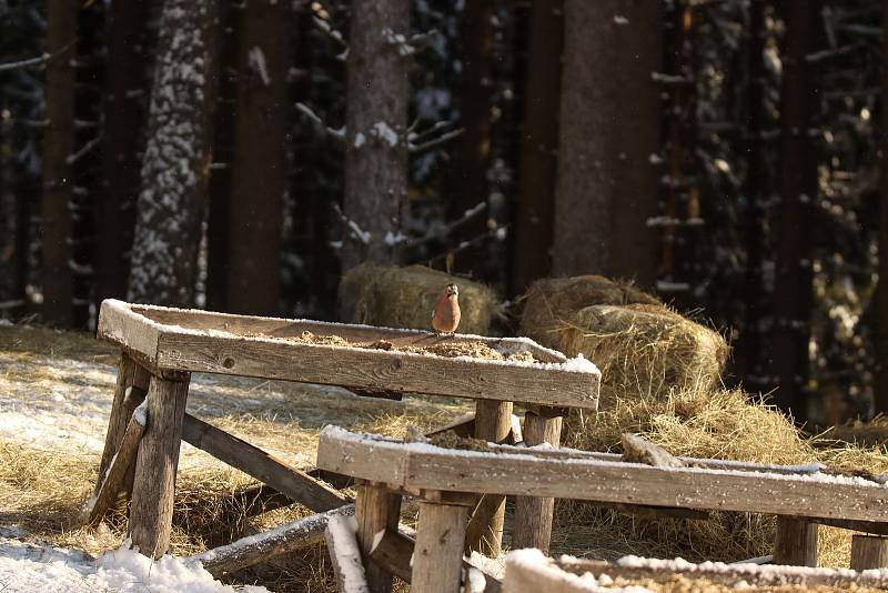 Hajní Krkonošského národního parku chodí denně v ranních hodinách přikrmovat vysokou zvěř do přezimovacích obor.