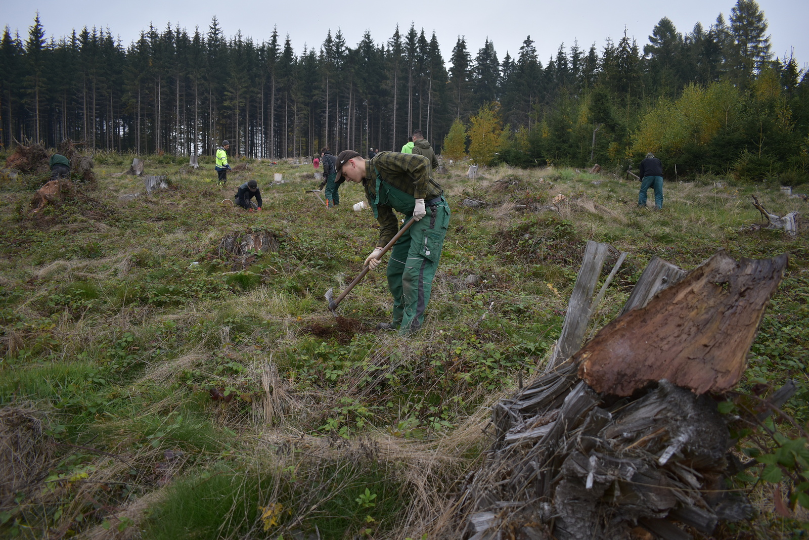VIDEO: Kůrovcová kalamita zničila les v Trutnově. Díky čtení knih vyroste  nový - Krkonošský deník