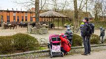 Do Safari Parku Dvůr Králové přišly první den po otevření zoologických zahrad čtyři stovky návštěvníků.