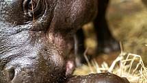 V zázemí zavřeného Safari Parku Dvůr Králové přišlo na svět mládě ohroženého hrošíka liberijského. Jde o samce, o kterého matka bez problémů pečuje. Návštěvníkům se ukáže na jaře.