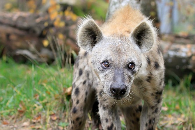 Stěhování hyen v královédvorském safari parku.