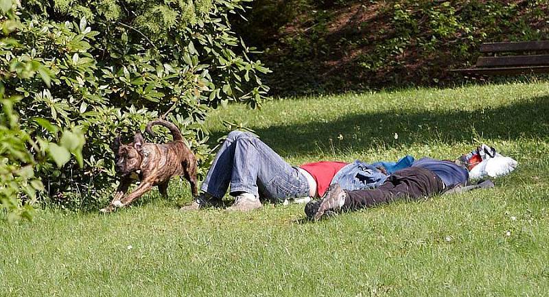 Mladíci spali opilí v parku, jejich dva psi ohrožovali kolemjdoucí