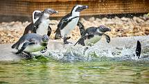 Tučňáci brýloví se stali velkou atrakcí v Safari Parku Dvůr Králové.