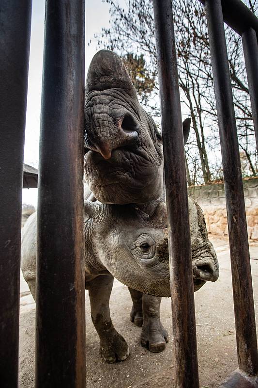 Dvorský Safari park chystá přesun pěti nosorožců z Evropy do Afriky.