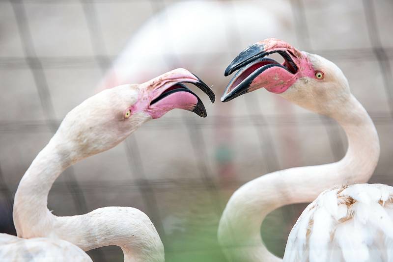 Safaripark Dvůr Králové nad Labem? Zoo v sezoně láká hlavně na nový výběh pro gepardy a nové pavilony.