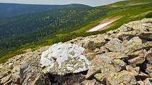 Krkonošská příroda, nafocená 1. července 2019.