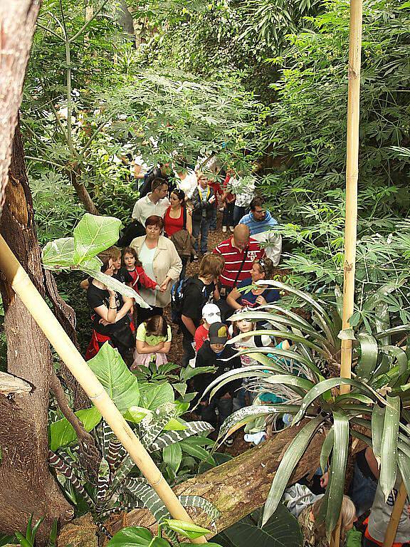 Křtiny orangutana v královédvorské zoo, kmotrem byl Dominik Hašek