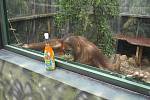 Křtiny orangutana v královédvorské zoo, kmotrem byl Dominik Hašek