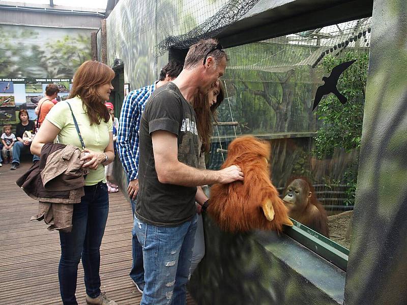 Křtiny orangutana v královédvorské zoo, kmotrem byl Dominik Hašek