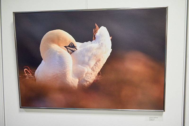 Výstavu Od Sahary po Himaláj v Trutnově slavnostně zahájil uznávaný reklamní a módní fotograf Robert Vano.