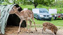 Ekocentrum Dotkni se křídel navštívily rodiny s dětmi při 1. narozeninách kolouška Bambiho.