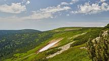 Krkonošská příroda, nafocená 1. července 2019.