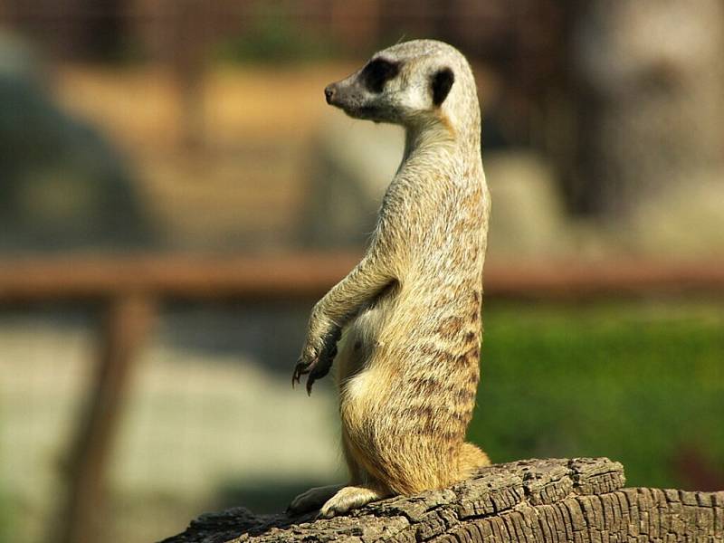 Zoologickou zahradu ve Dvoře Králové navštívil Klub vozíčkářů Trutnov už potřetí. 