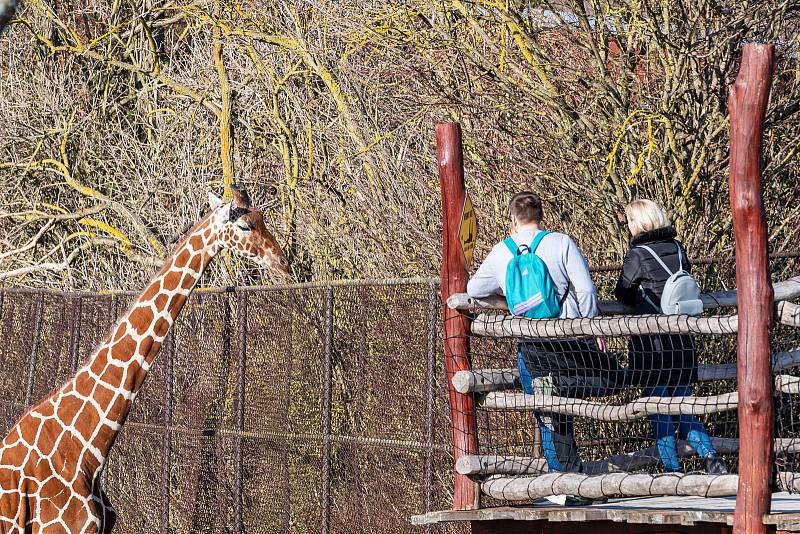 V sobotu 26. března navštívilo Safari Park Dvůr Králové 3814 lidí.