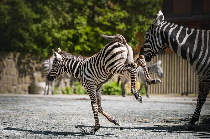 Ve stádu vážně ohrožené zebry bezhřívé se nově prohání malý hřebec, který se narodil 7. dubna v Safari Parku Dvůr Králové.