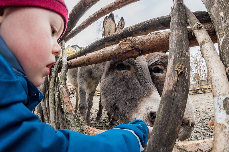 Safari Park Dvůr Králové otevřel brány návštěvníkům 3. prosince. Lidé tam přijeli během víkendu na výlet.