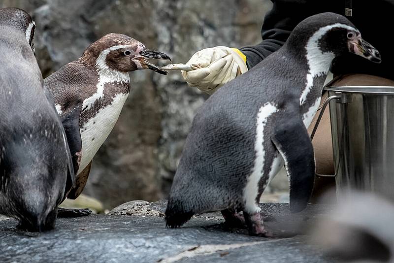 Tučňáci v pražské zoo.