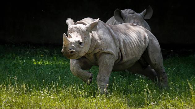 Pivovar dvorského Safari Parku podporuje nosorožce.