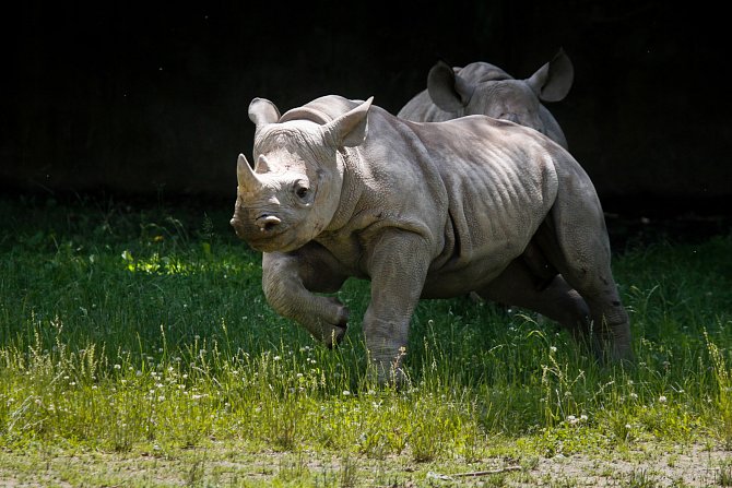 Pivovar dvorského Safari Parku podporuje nosorožce.