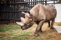 Nosorožec Manny krátce po vypuštění do ohrady z dřevěných kůlů ve Rwandě. Byl jedním z pěti nosorožců, navrácených do národního parku Akagera 24. června 2019.