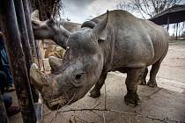 Dvorský Safari park chystá přesun pěti nosorožců z Evropy do Afriky.