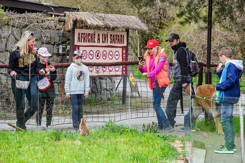 V sobotu dorazilo do Safari Parku Dvůr Králové 3374 lidí.