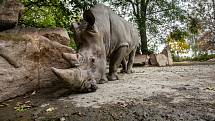 Safari Park Dvůr Králové získal z Německa na posílení chovu nosorožců bílých jižních osmadvacetiletého samce jménem Kusini.