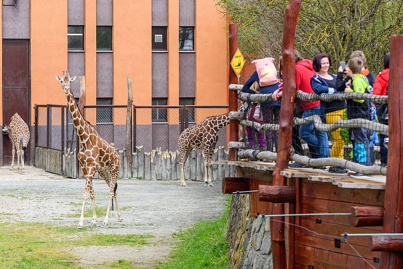 V sobotu dorazilo do Safari Parku Dvůr Králové 3374 lidí.