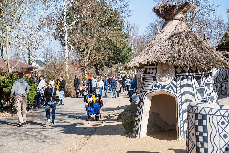 V sobotu 26. března navštívilo Safari Park Dvůr Králové 3814 lidí.