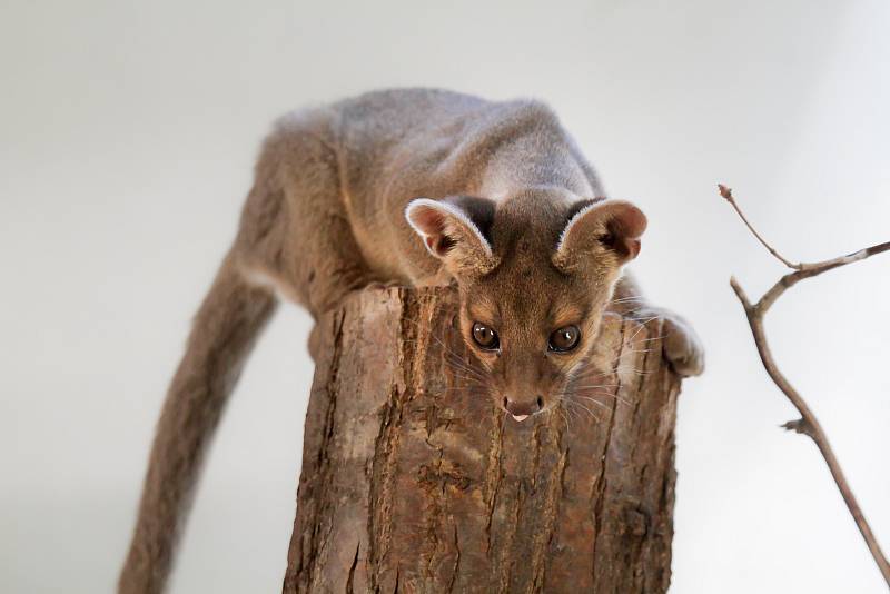 Dvojčata fos madagaskarských Zazu a Zara dělí čas během dne na hry a spánek. Ten zatím převládá.