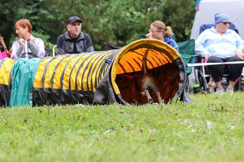 Závody psí agility Podkrkonošské hopsání v Podhůří. Foto: Vojtěch Kohout