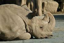 Poslední samec nosorožce severního bílého Sudán zemřel letos v březnu.