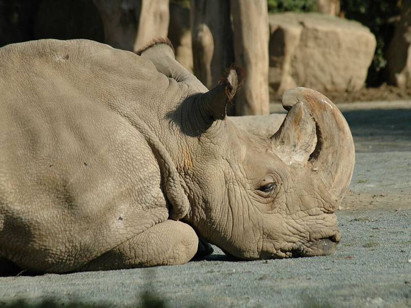 Poslední samec nosorožce severního bílého Sudán zemřel letos v březnu.