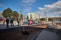 Trutnov věnoval nové stromořadí Olze Havlové