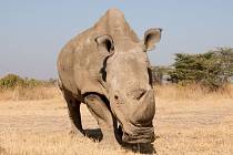 Zemřel nosorožec Sudán