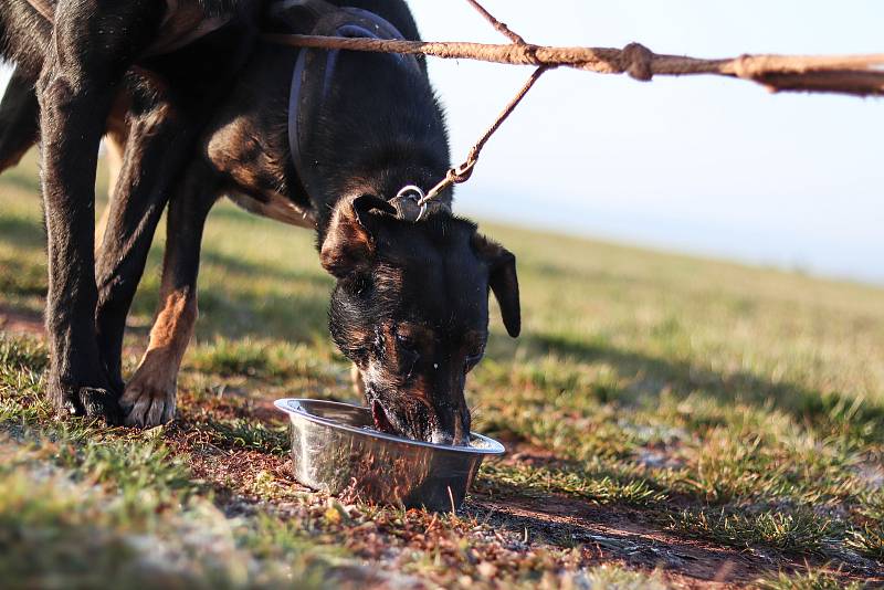 Musher Jiří Vondrák trénuje se svojí psí smečkou.