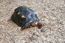 Malé želvy uhlířské v zoo Dvůr Králové - porovnání velikosti matky a dětí