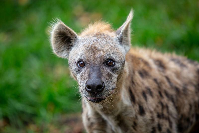 Zvířata v zoo nemají zábavu v podobě návštěvníků. Pro zpestření proto dostaly některé šelmy jídlo stejně jako teď vydávají restaurace: do krabičky s sebou.