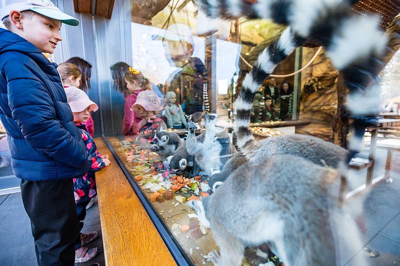 V sobotu 26. března navštívilo Safari Park Dvůr Králové 3814 lidí.